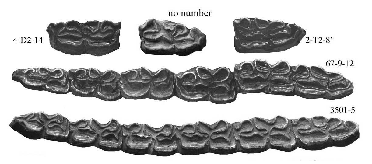 Fig.8 A. occidentalis, Lower cheek teeth