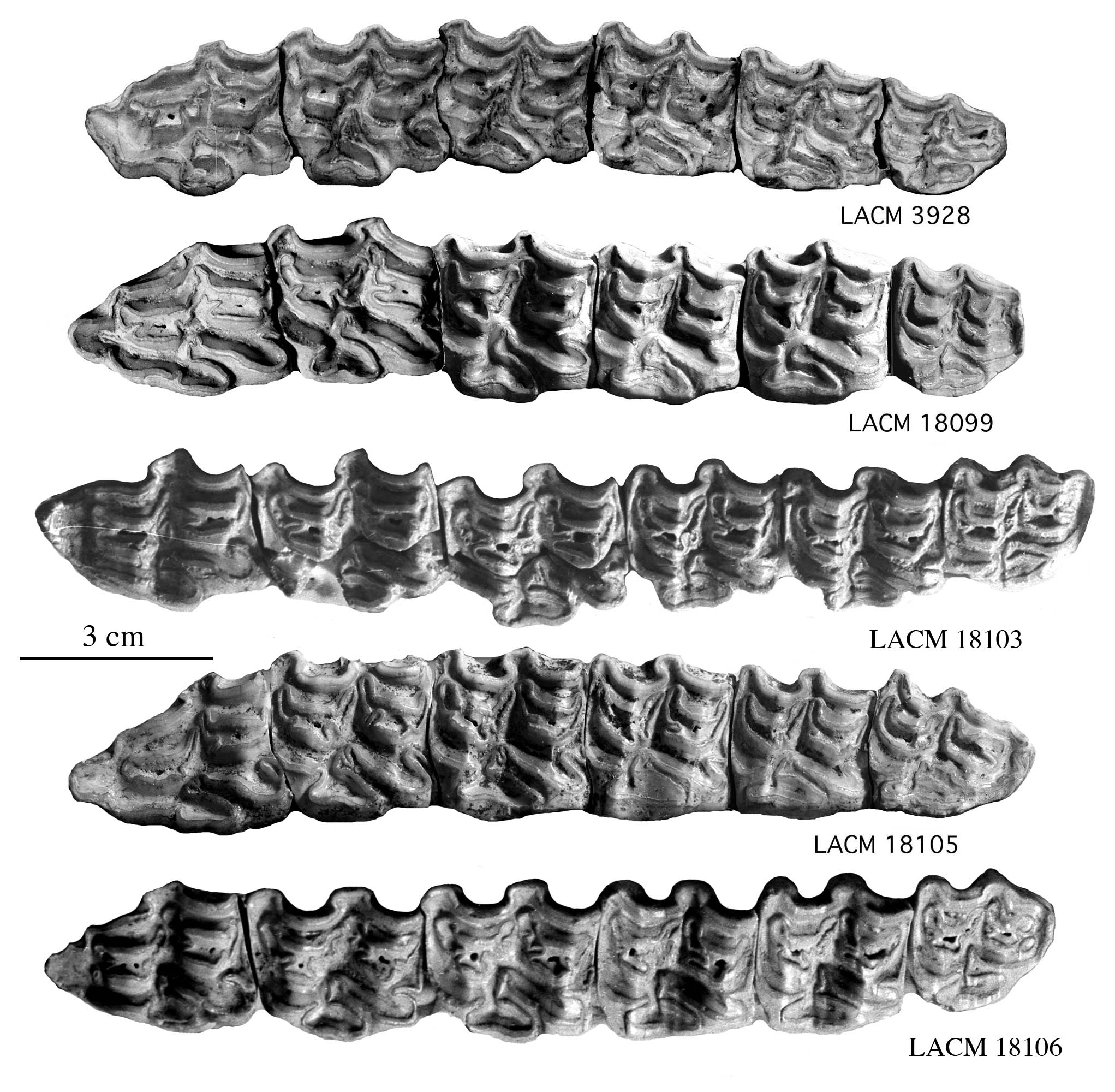 Fig.8 A. leoni Upper cheek teeth