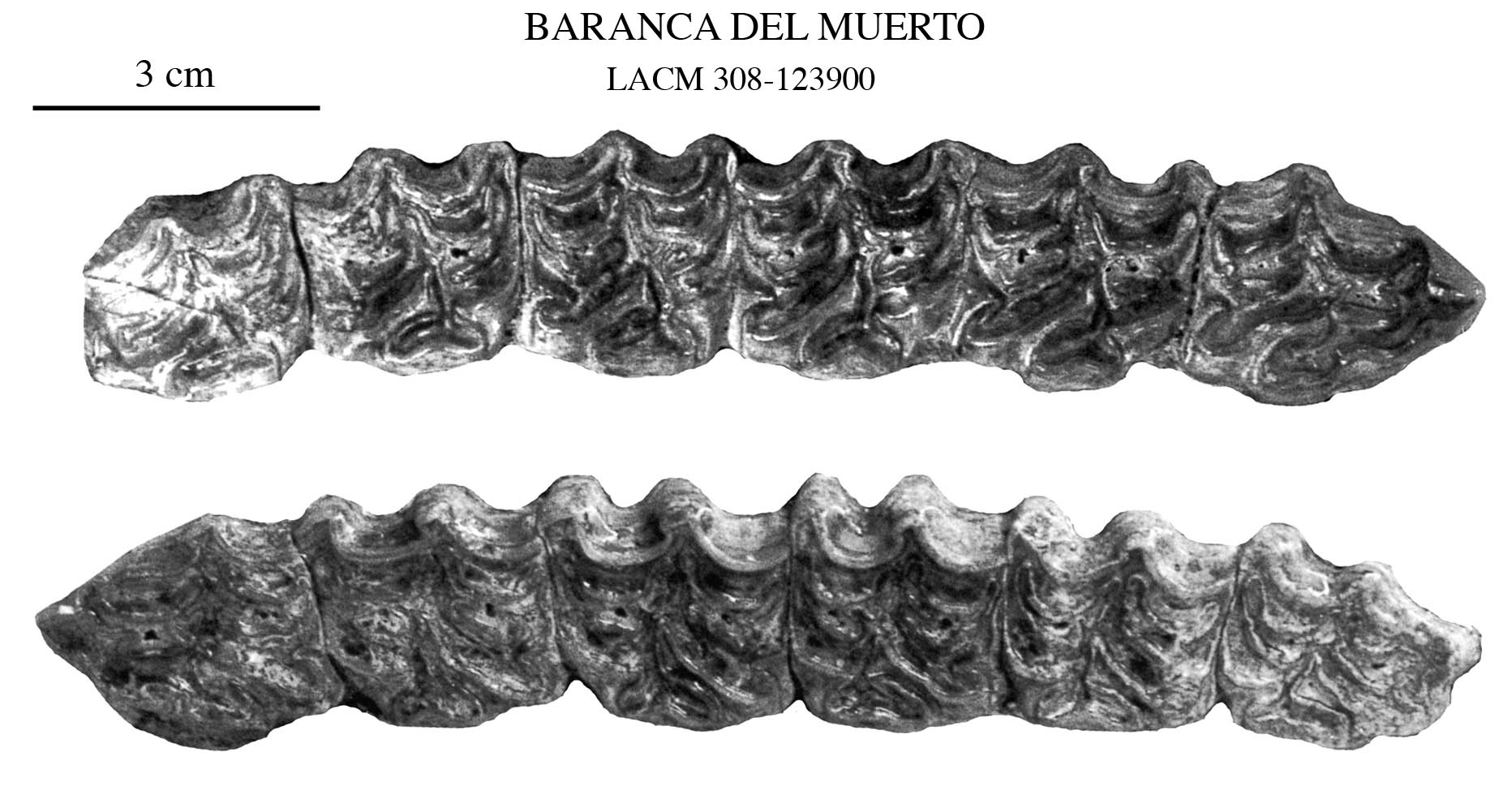 Fig.9 Baranca del Muerto LACM 308-123900 Upper cheek teeth