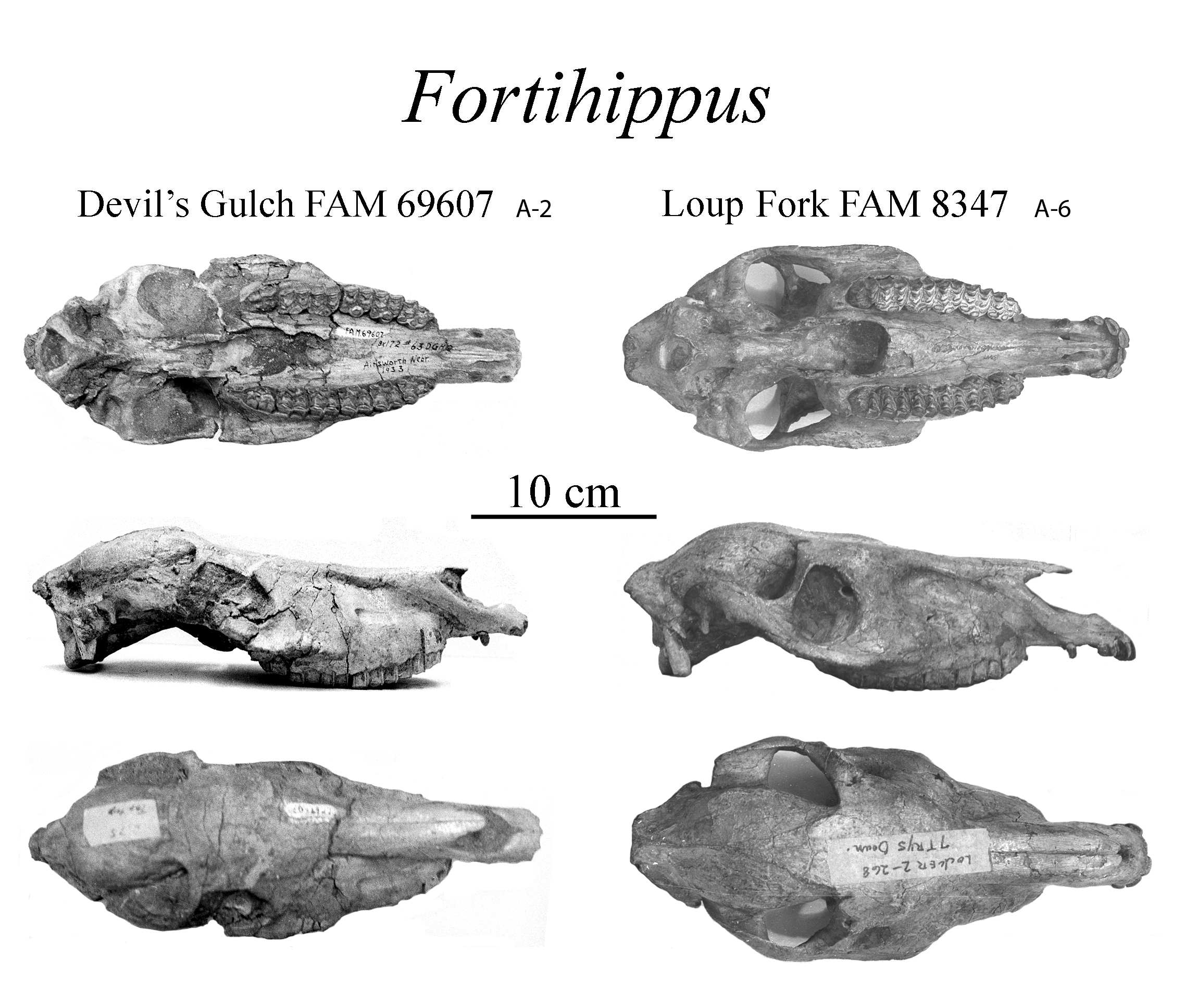 Fortihippus skulls