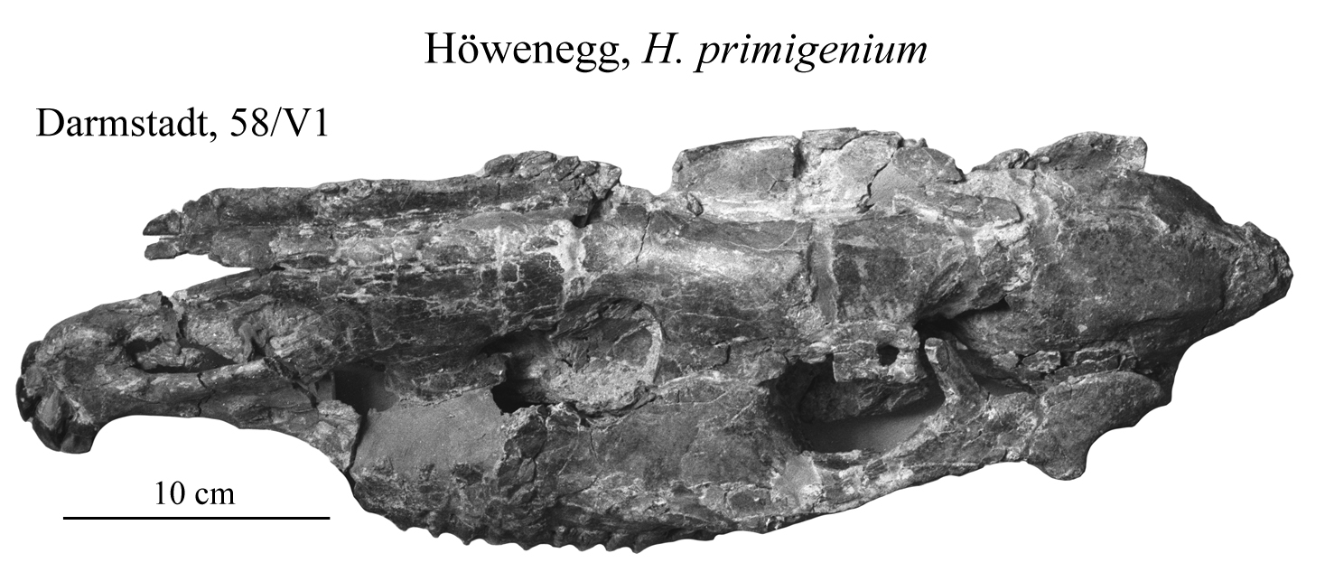 Höwenegg Cranium