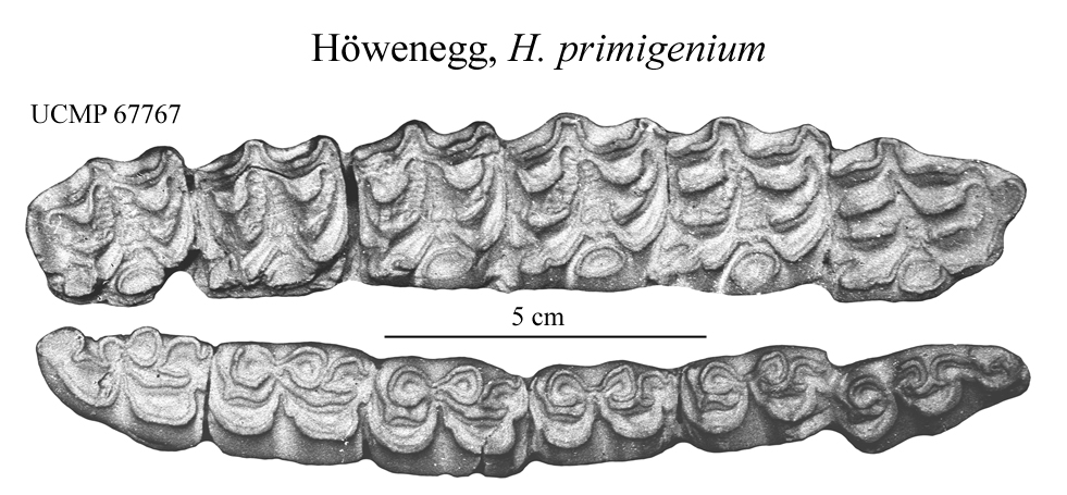 Höwenegg Cheek teeth