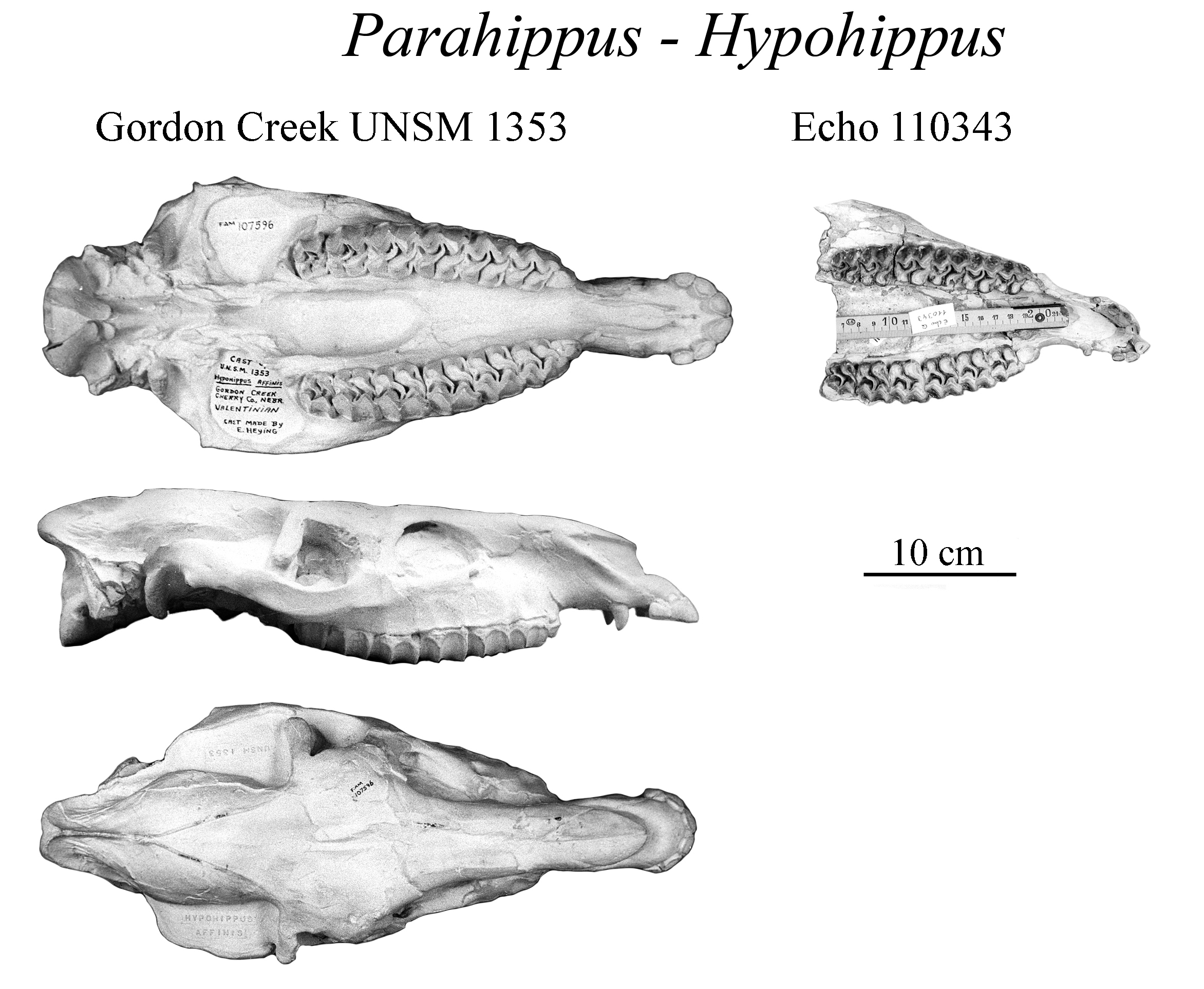 Hypo-Parahippus skulls