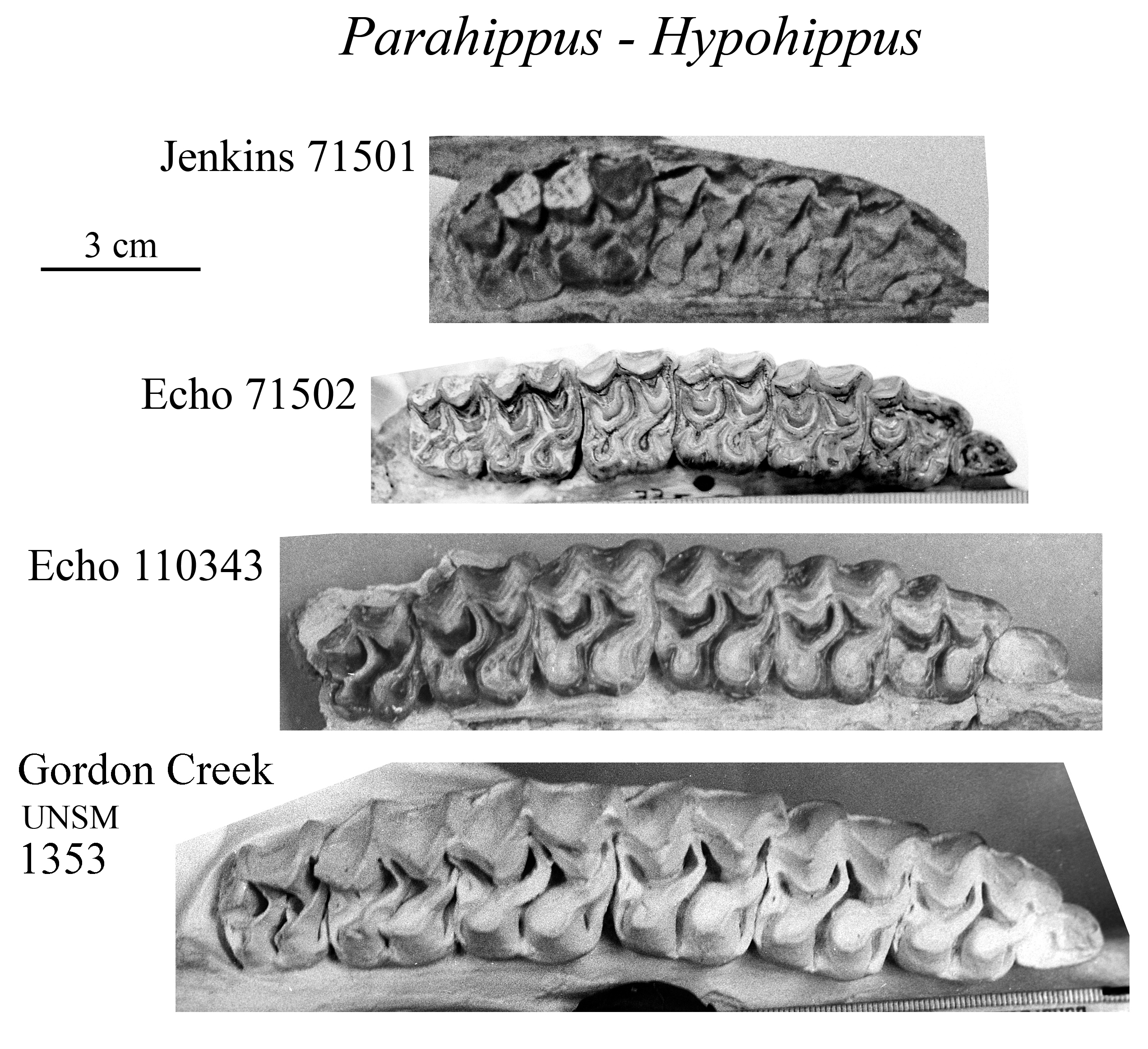 Hypo-Parahippus upper cheek teeth