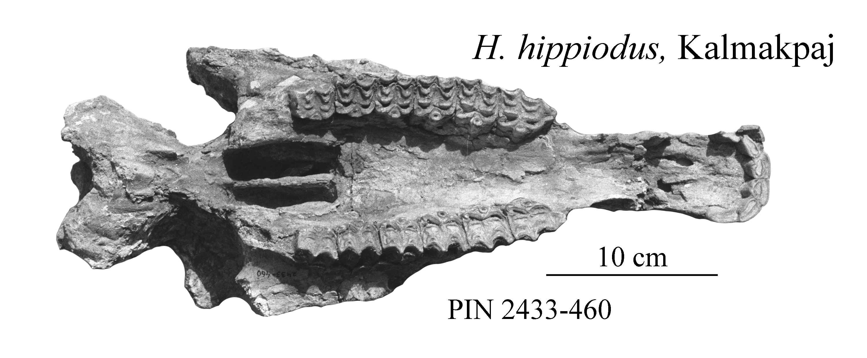 Kalmakpaj Cranium H. hippidiodus photos