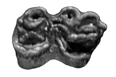 Lower premolar of Kislang