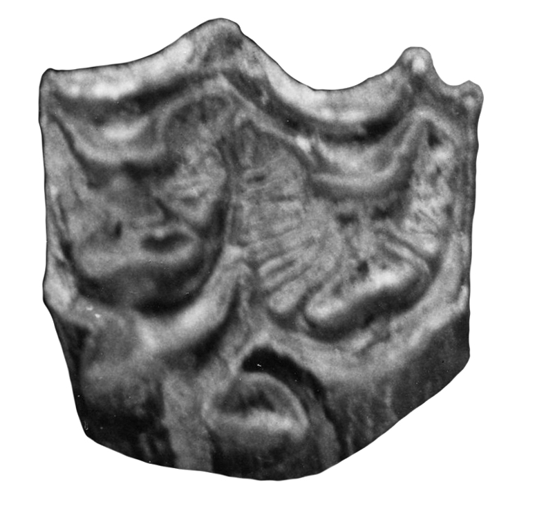 Upper premolar of Kislang
