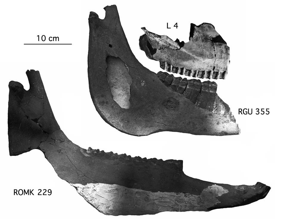 Crâne et Mandibules de Livenzovka