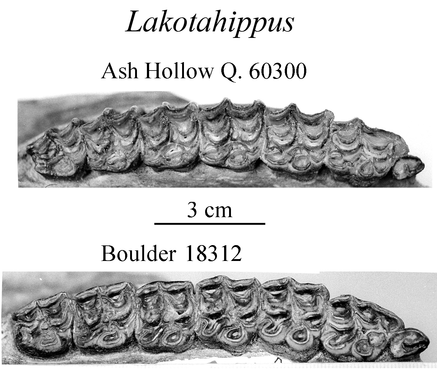 Lakotahippus upper cheek teeth