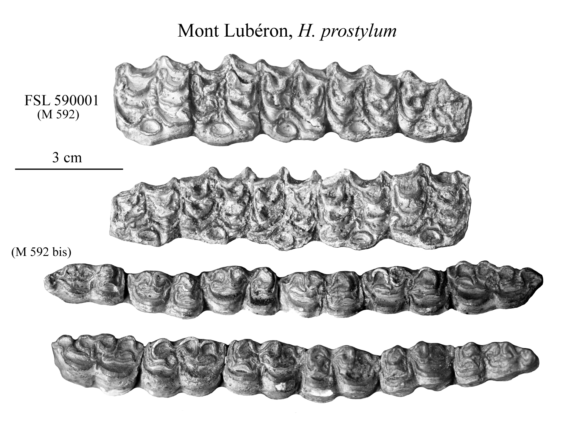 Lubéon Upper and Lower cheek teeth