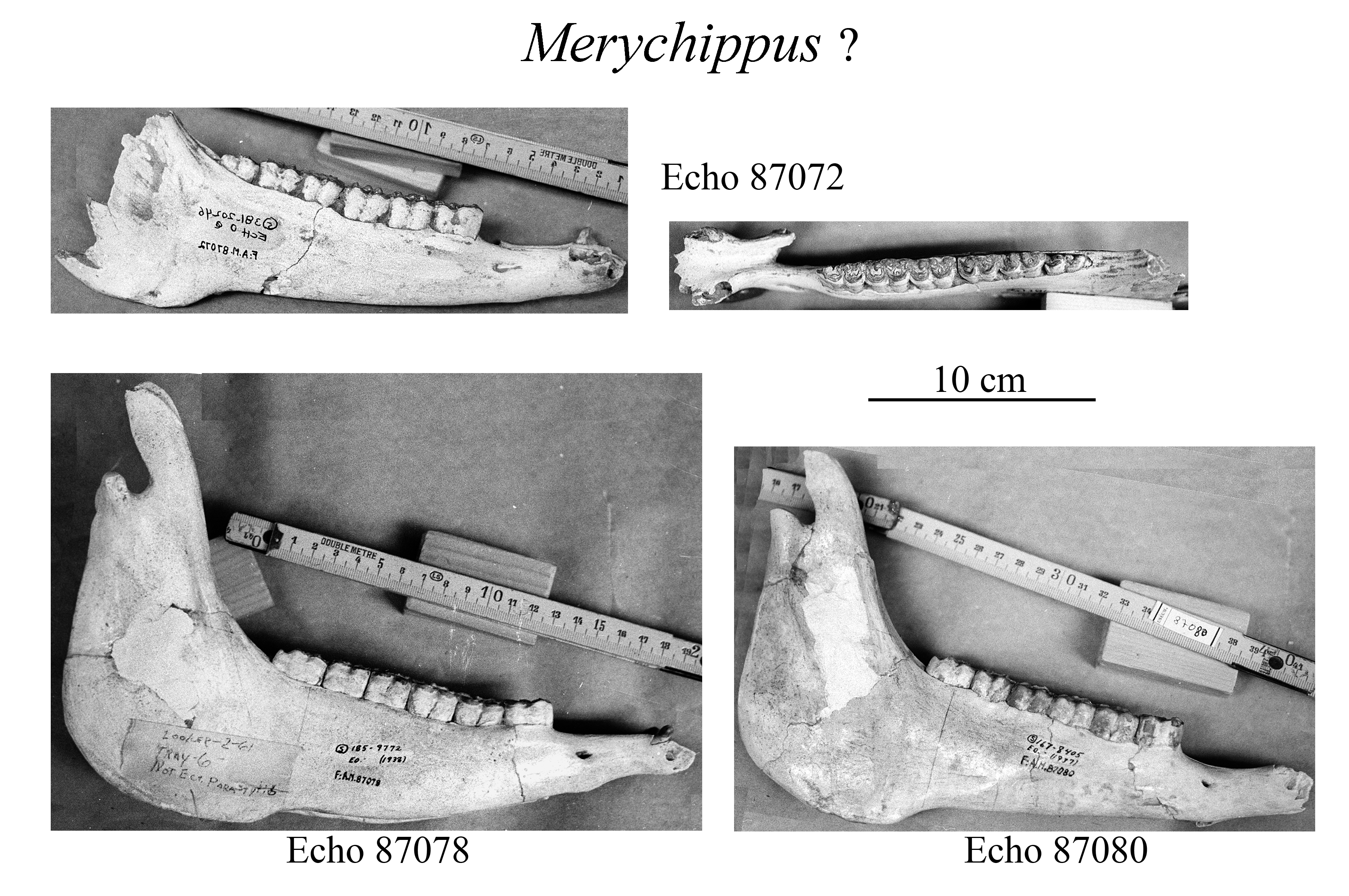 Echo mandibles and lower cheek teeth