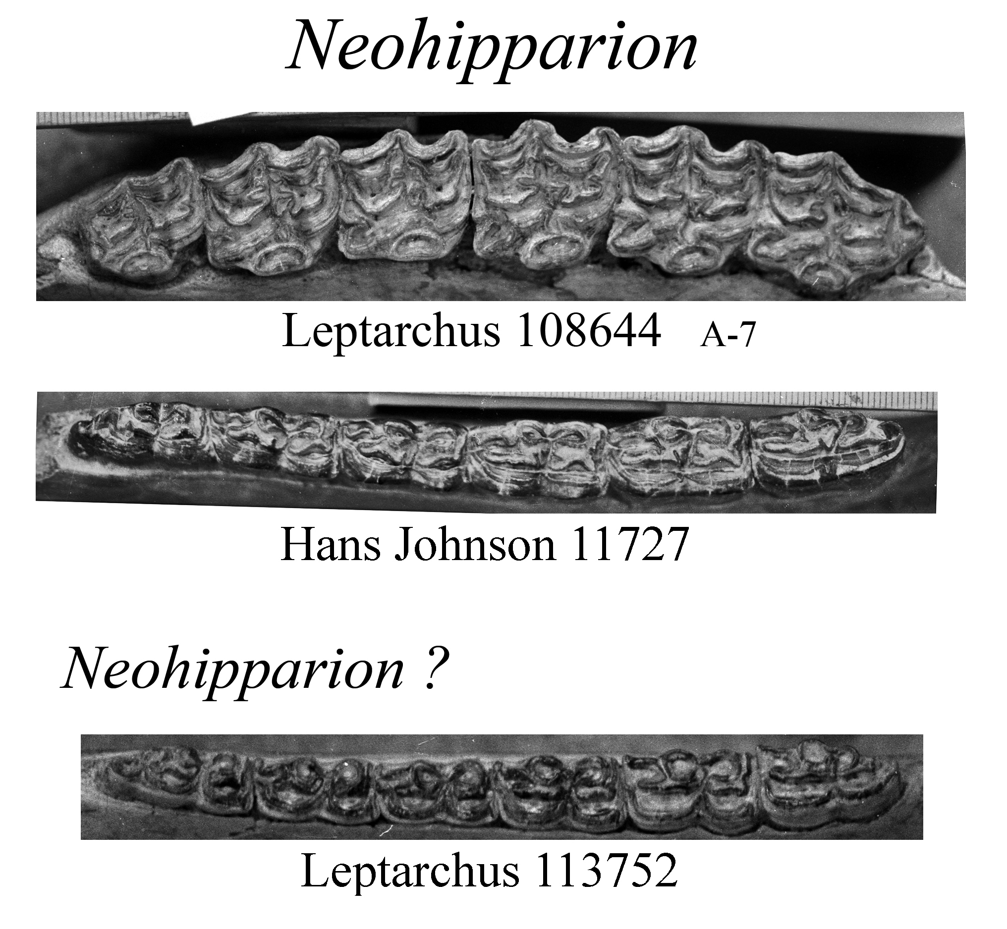 Neohipparion upper & lower cheek teeth