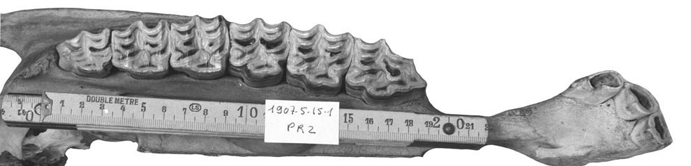 P10 BM 1907.5.15.1 CraOcc