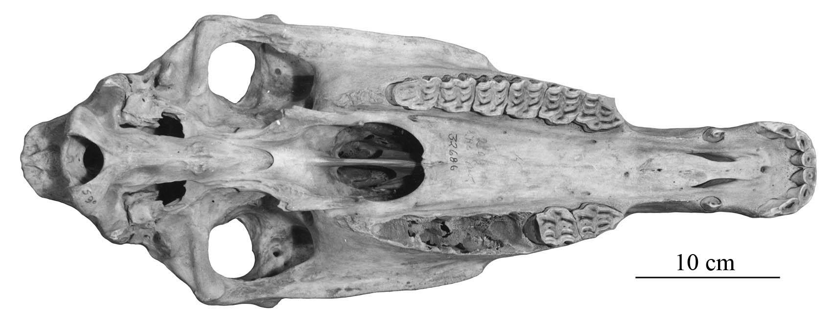 P41 AMNH 32686 CraOcc