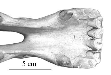P41 AMNH 32686 Symphyse