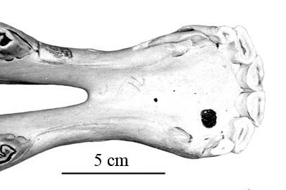P49 AMNH 90198 Symphyse
