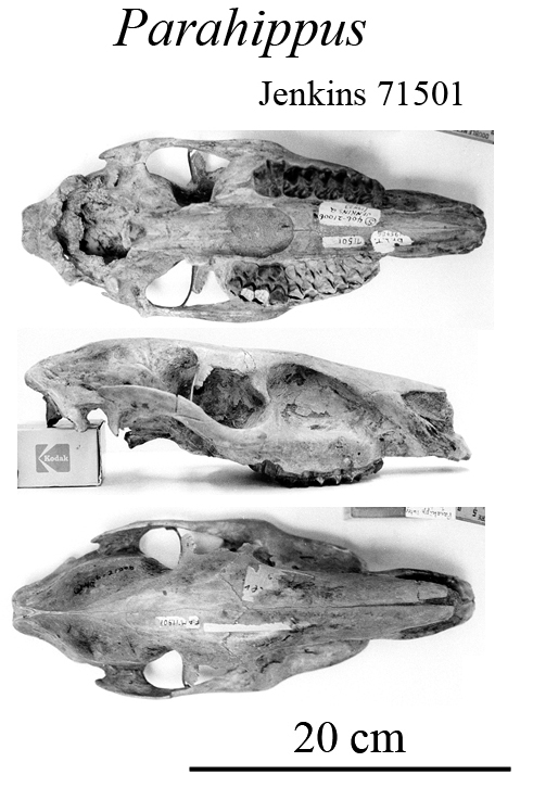 Parahippus Jenkins 71501 skull