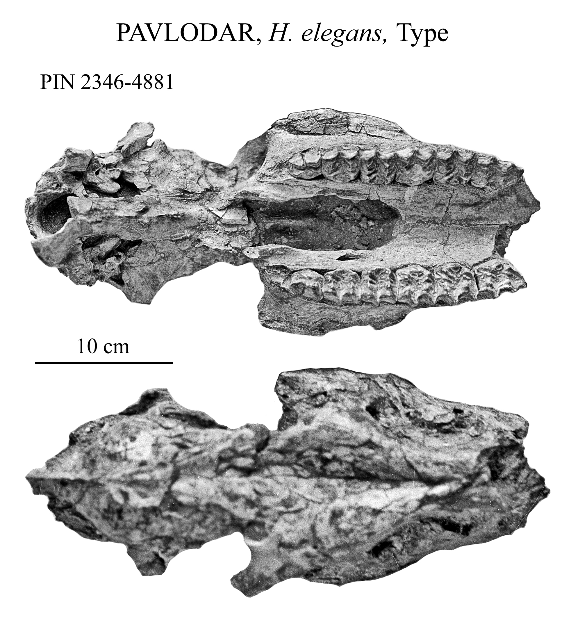 Pavlo PIN 2346-4881 Cranium type