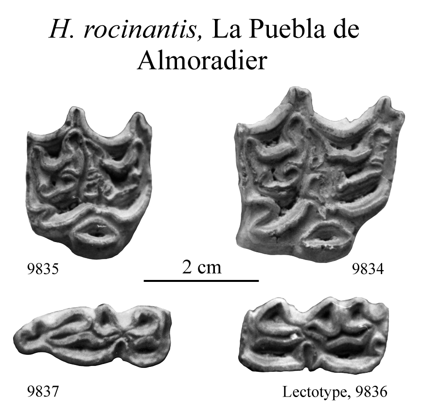 H. rocinantis, Upper and Lower cheek teeth