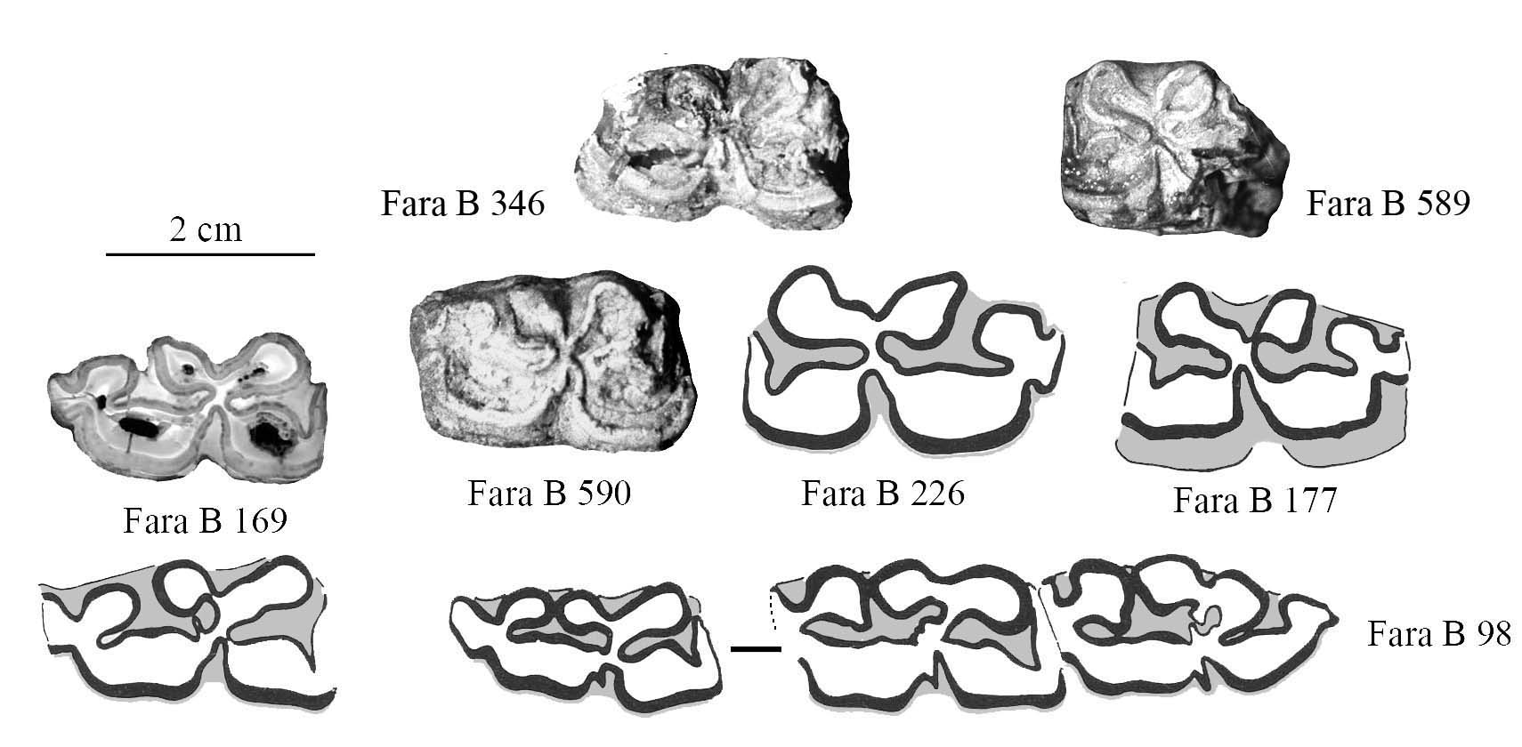 Pl. Fara B JI (Lower Cheek teeth)
