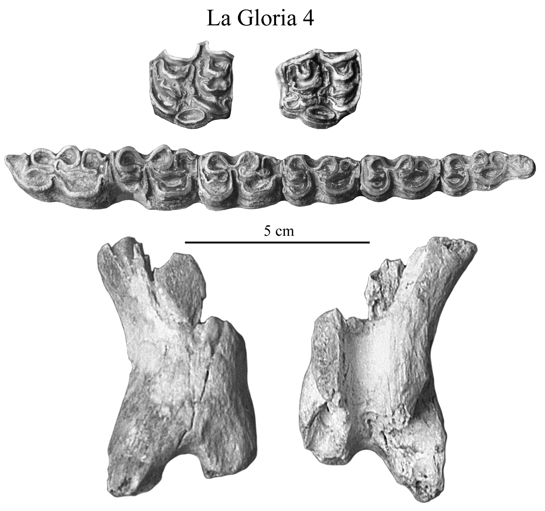 La Gloria 4, Cheek teeth and Symphysis