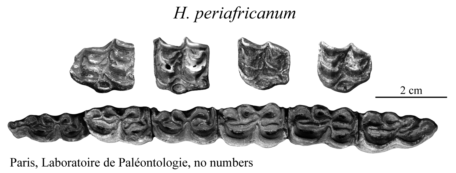 H. periafricanum, Upper and Lower cheek teeth