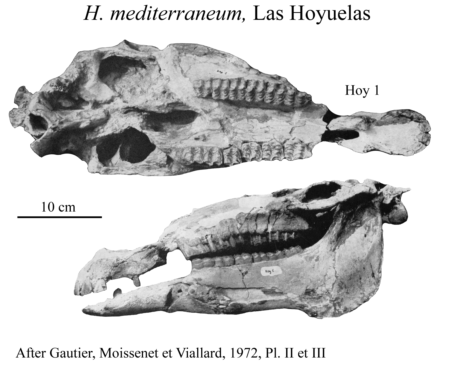 Las Hoyuelas, Cranium