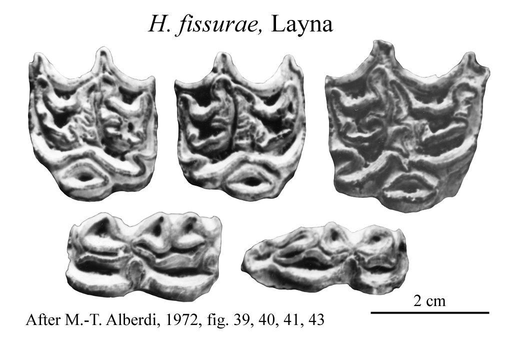 Layna, Upper and Lower cheek teeth