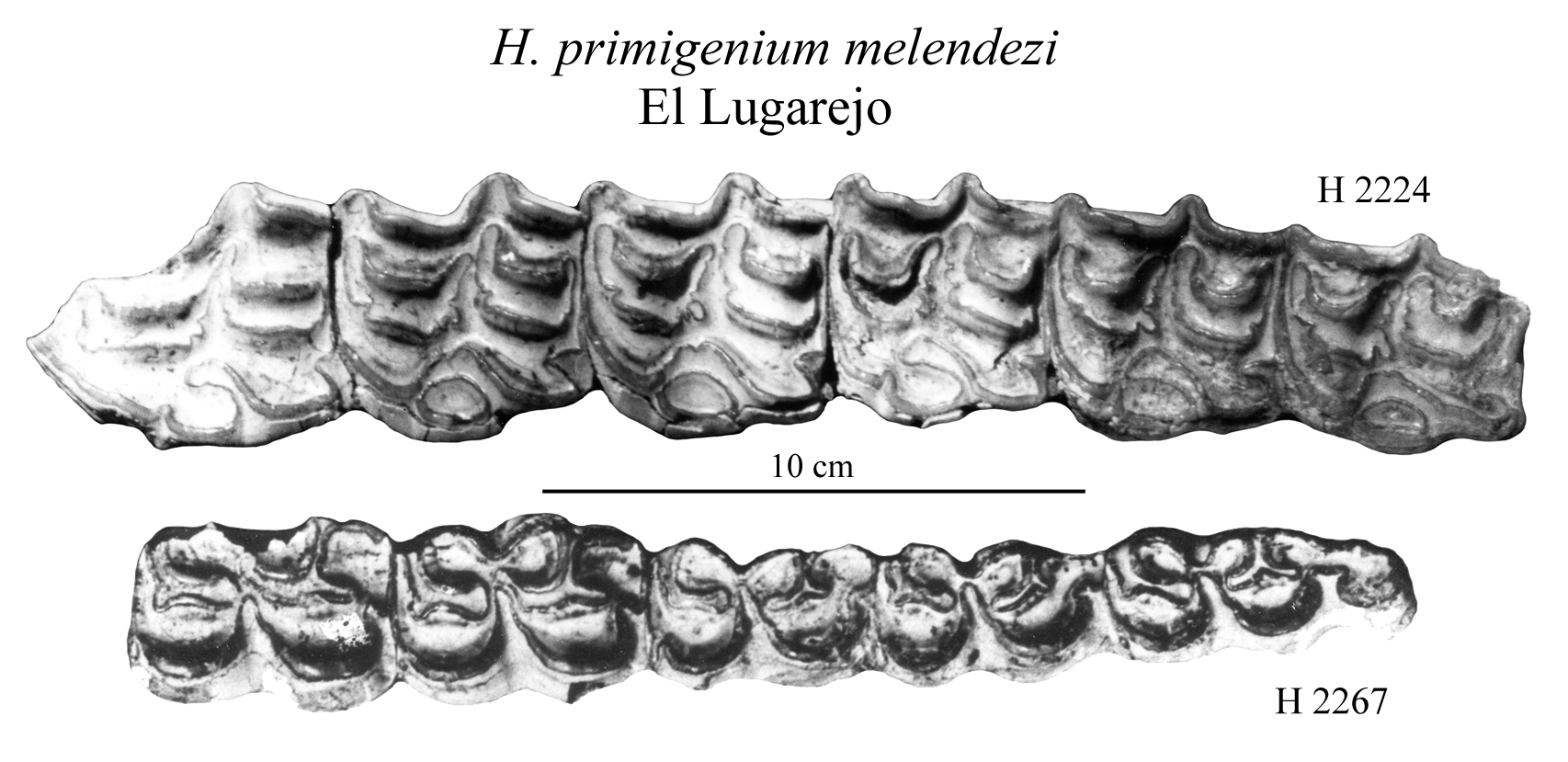 El Lugarejo, Upper and lower cheek teeth