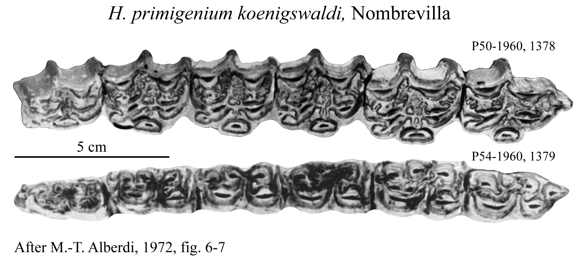 Nombrevilla, Upper and Lower cheek teeth