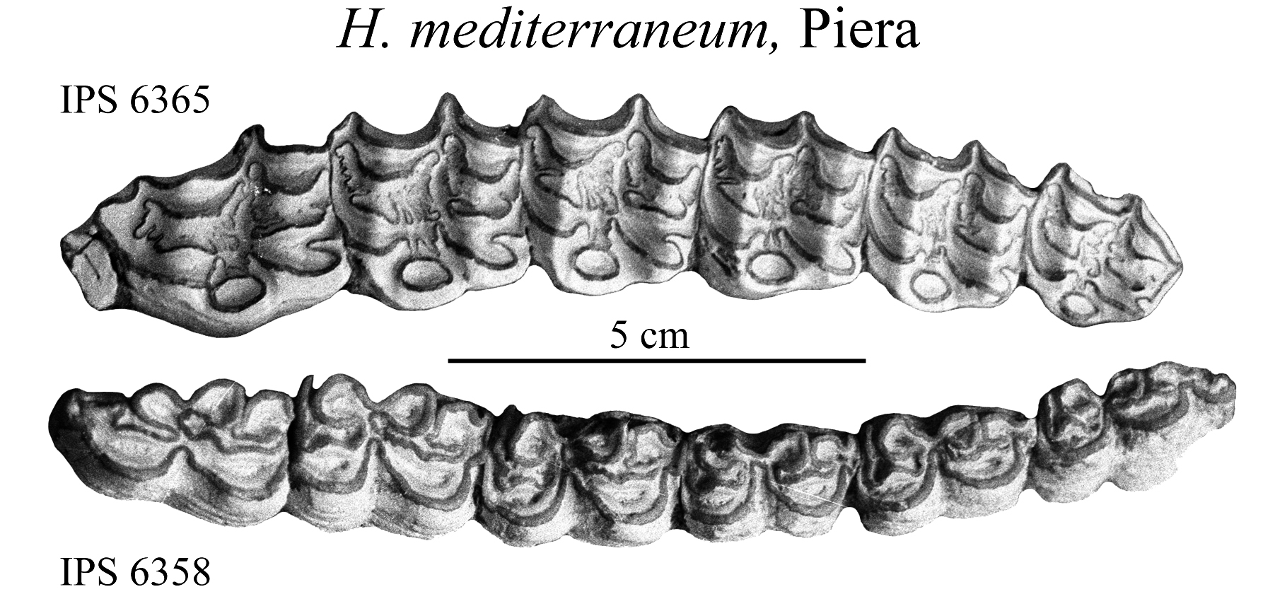 Piera, Upper and Lower cheek teeth