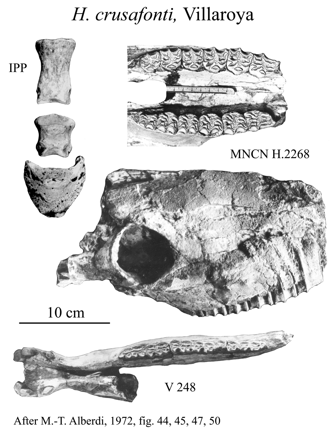 H. crusafonti, Cranium, Mandible, Phalanges