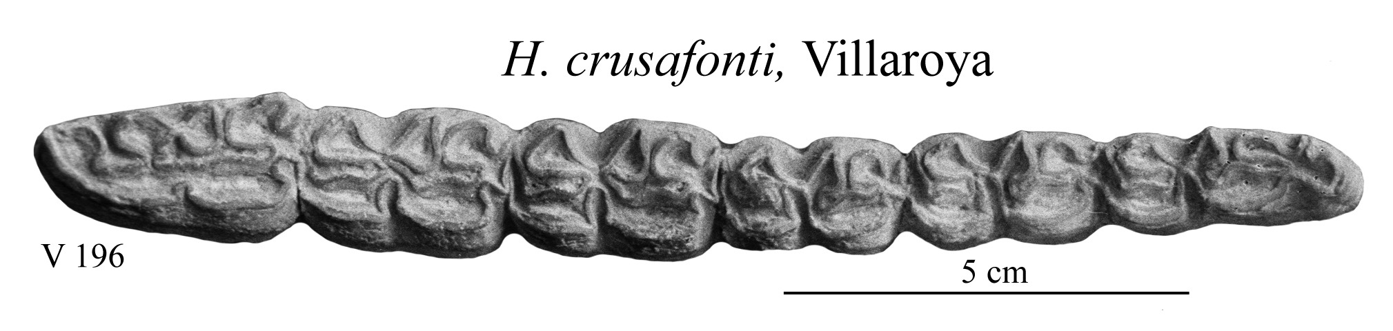 H. crusafonti, Lower cheek teeth