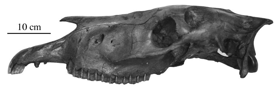 AMNH 14396, profil