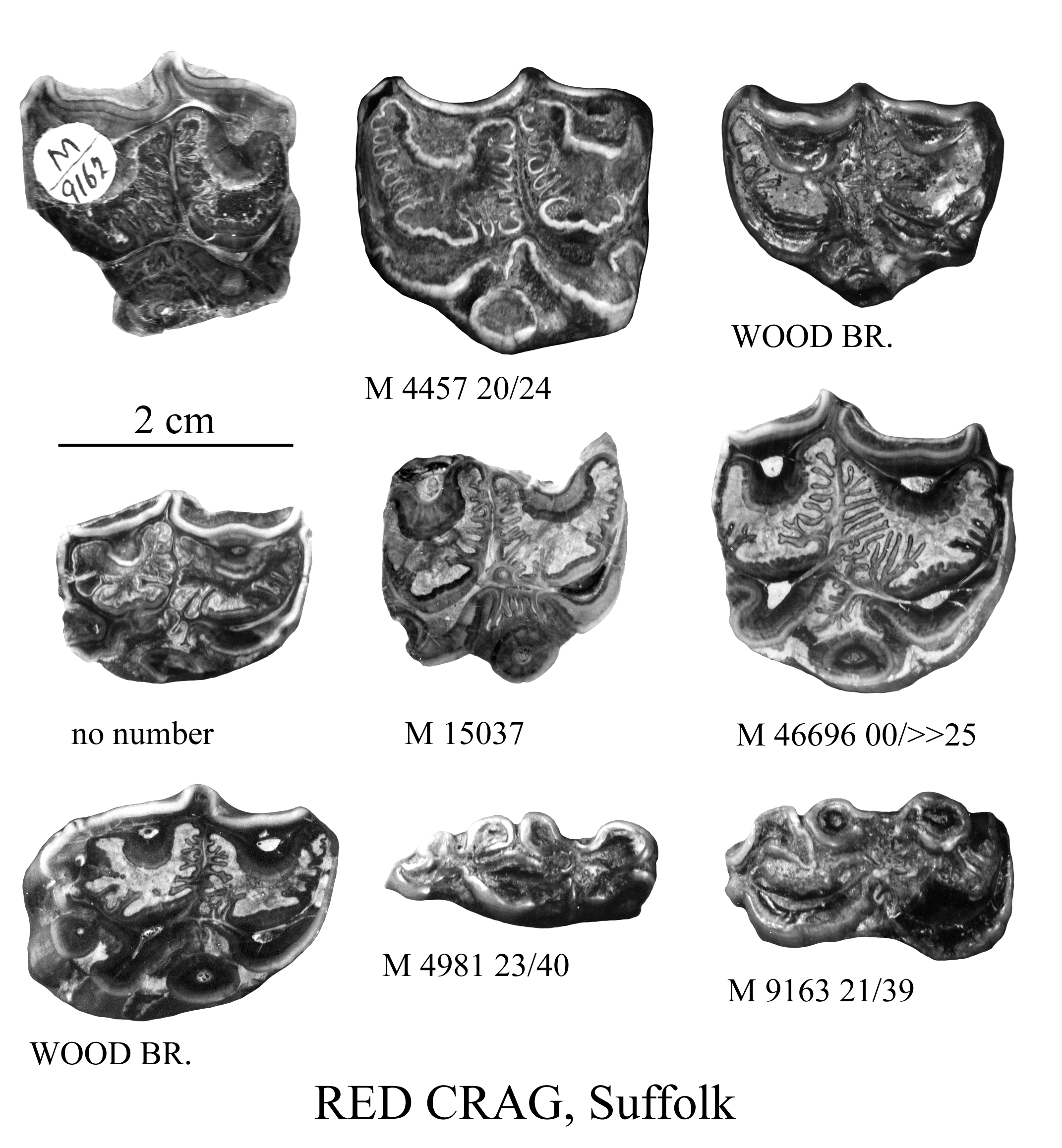 Red Crag Upper and lower cheek teeth