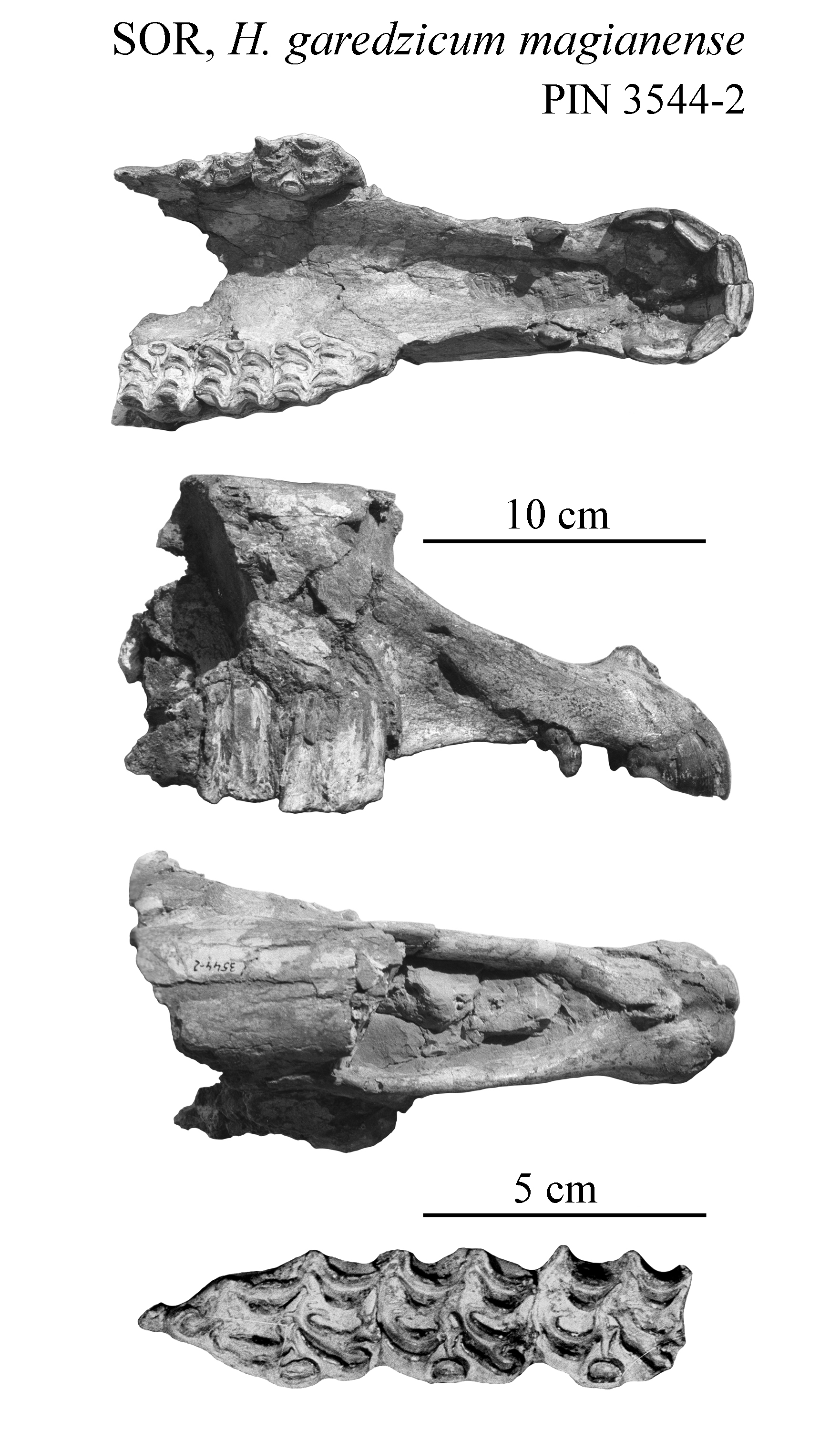 Sor Cranium 2 and Upper cheek teeth photos