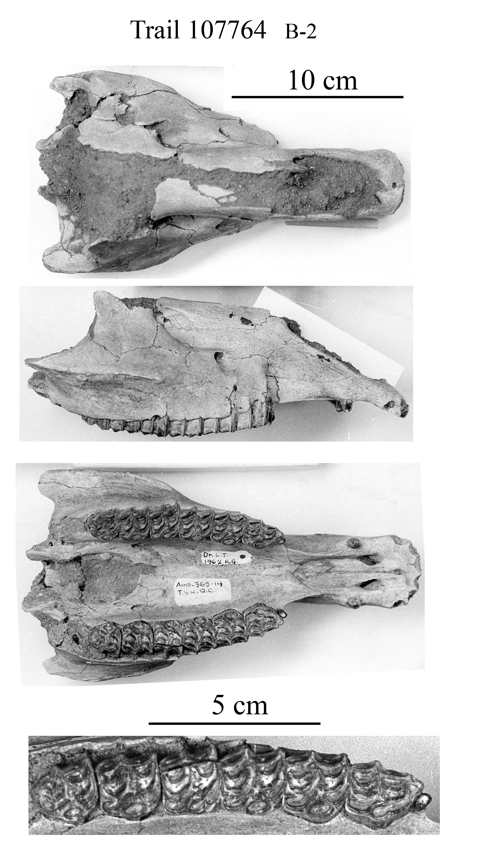 B-2 Trail Side Kat 107764 skull & upper cheek teeth