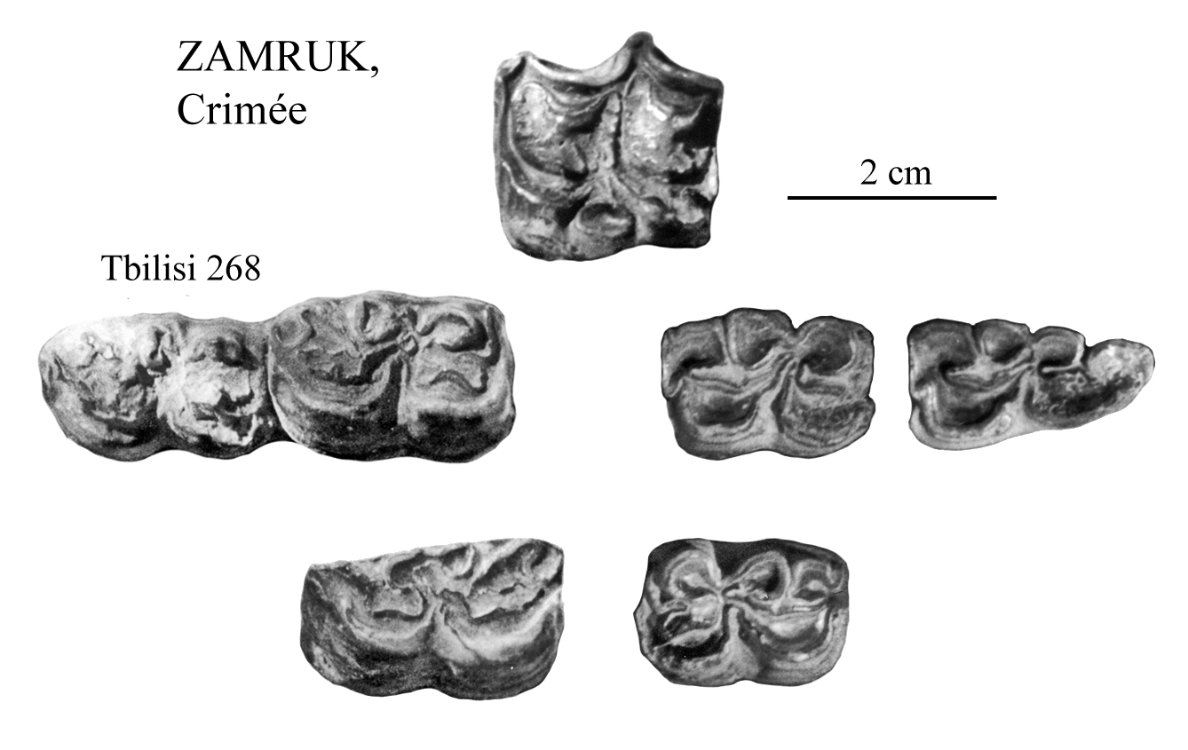 Zamruk Lower and Upper cheek teeth