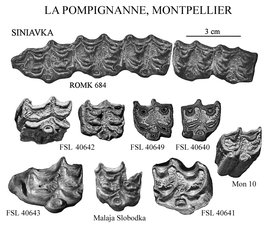 Upper cheek teeth Montpellier