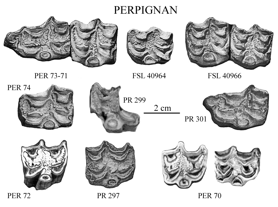 Upper cheek teeth Perpignan
