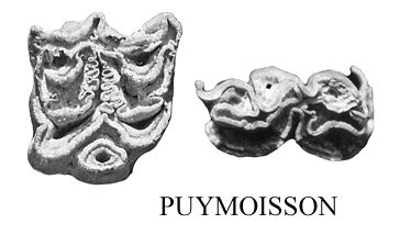 Puymoisson Upper and lower cheek teeth