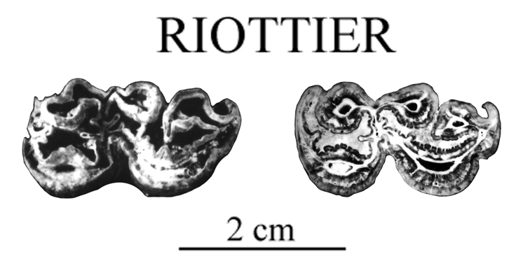 Riottier Lower premolar