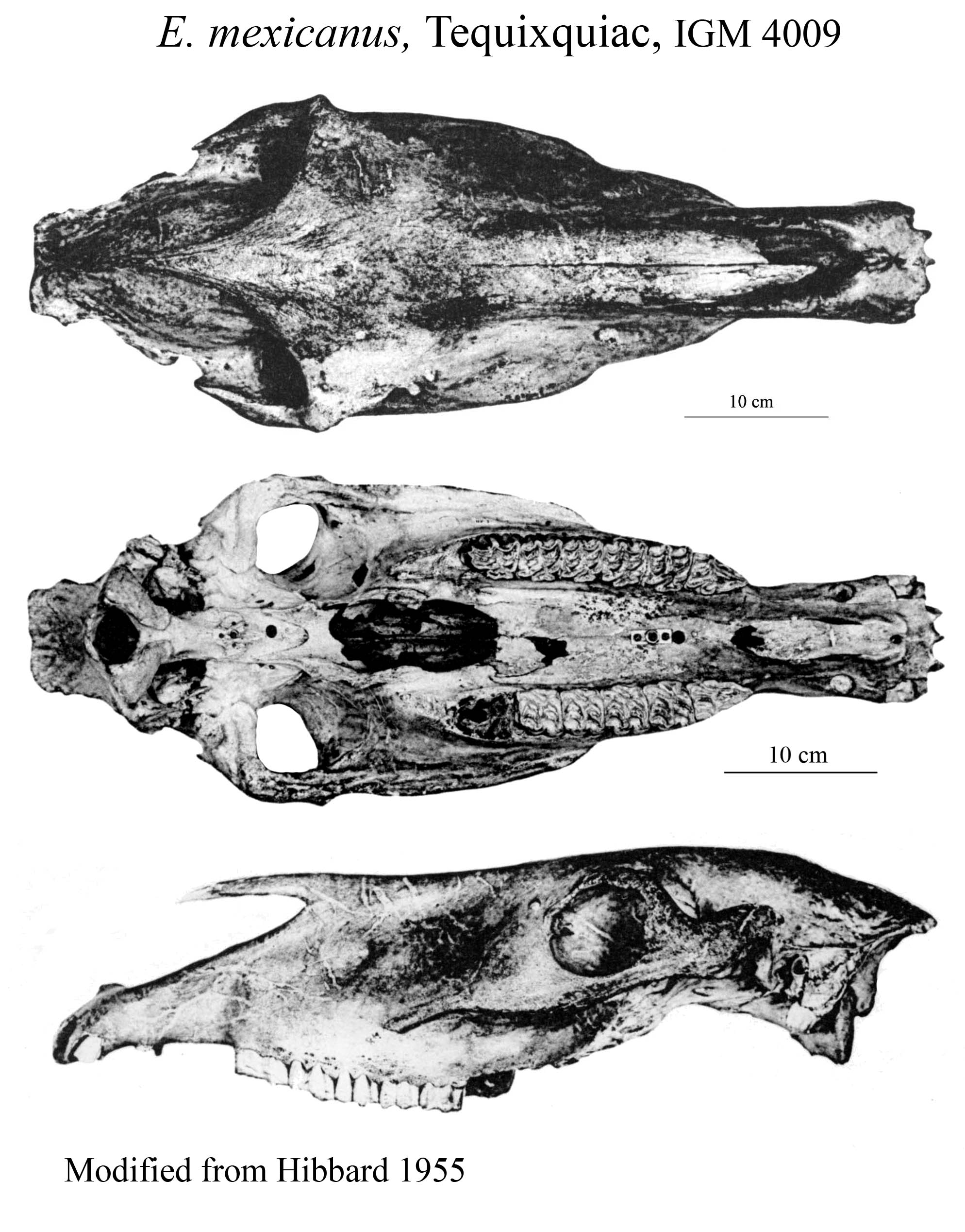 E. mexicanus, Type skull