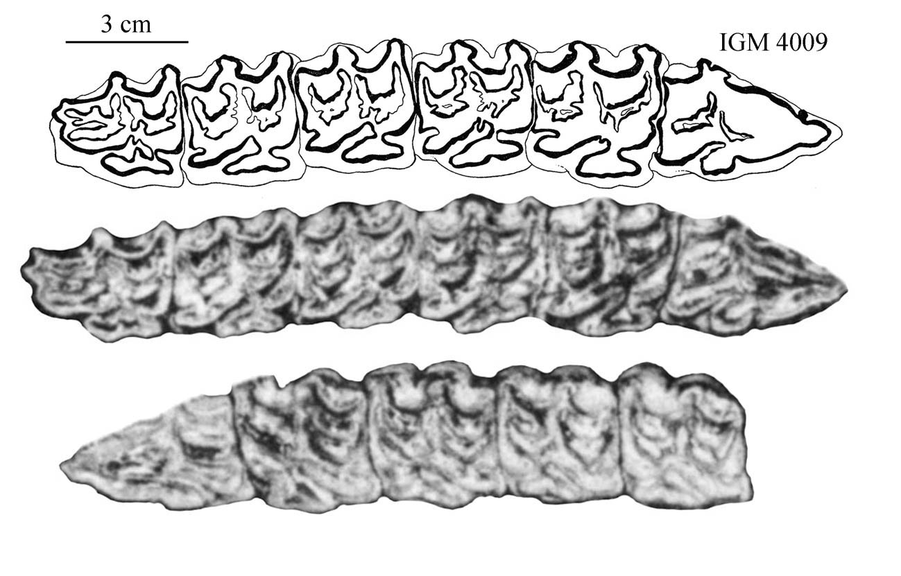 E. mexicanus type upper cheek teeth