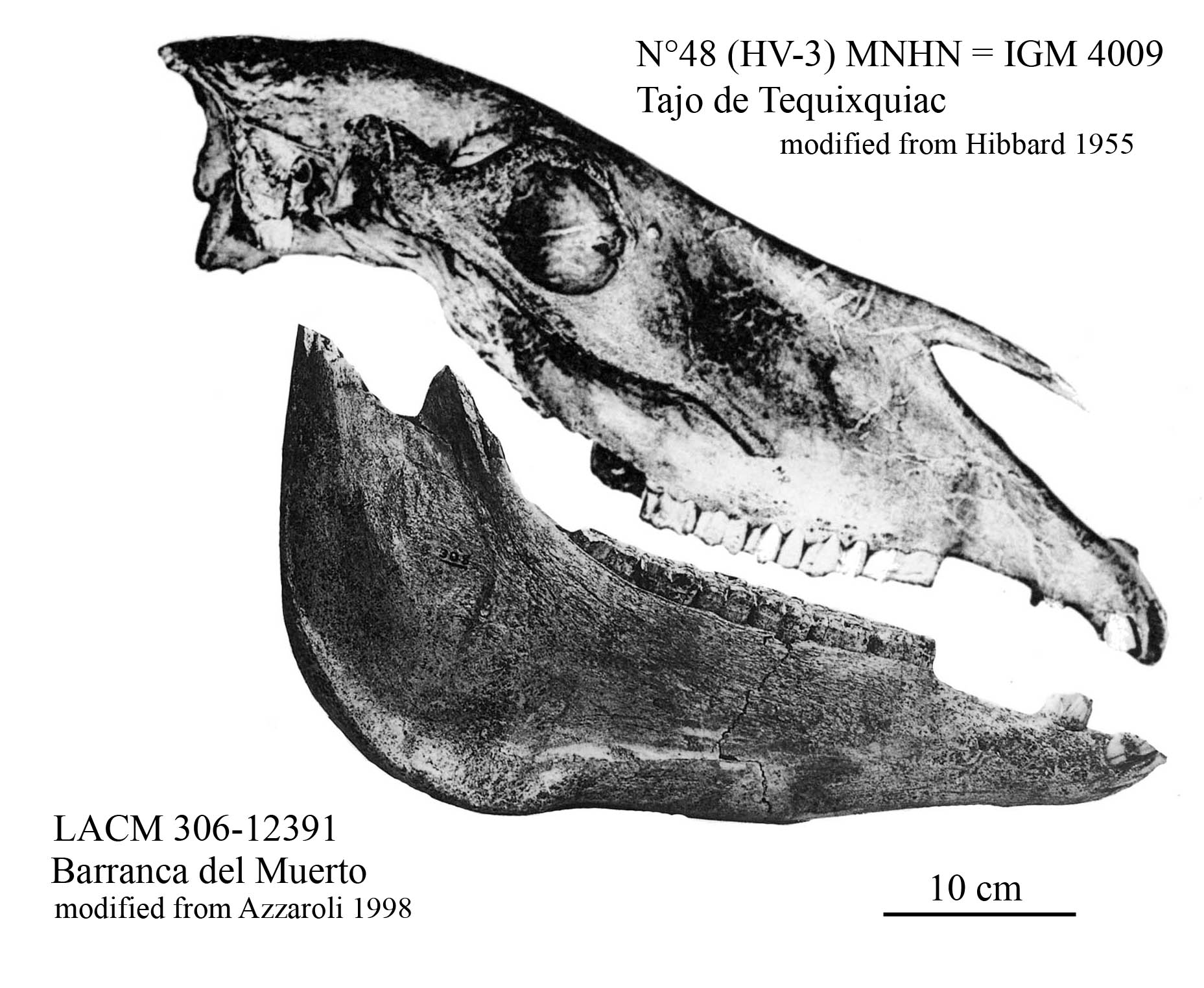 IGM 4009 cranium and LACM 306-123911 mandible