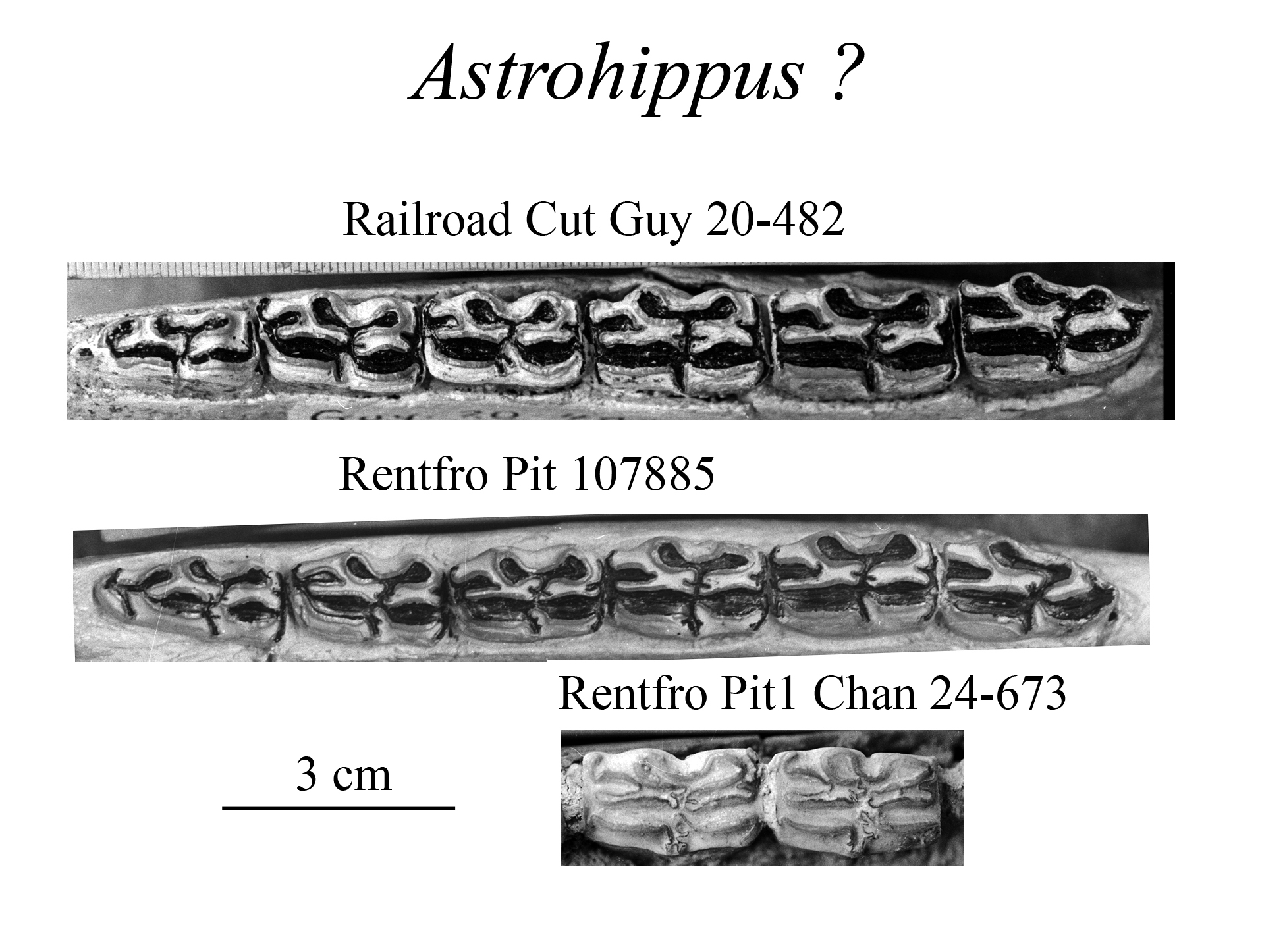 "Astrohippus" lower cheek teeth