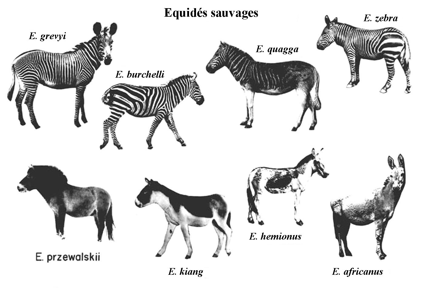 equus actuels et r u00e9cemment  u00e9teints sauvages  pr u00e9sentation