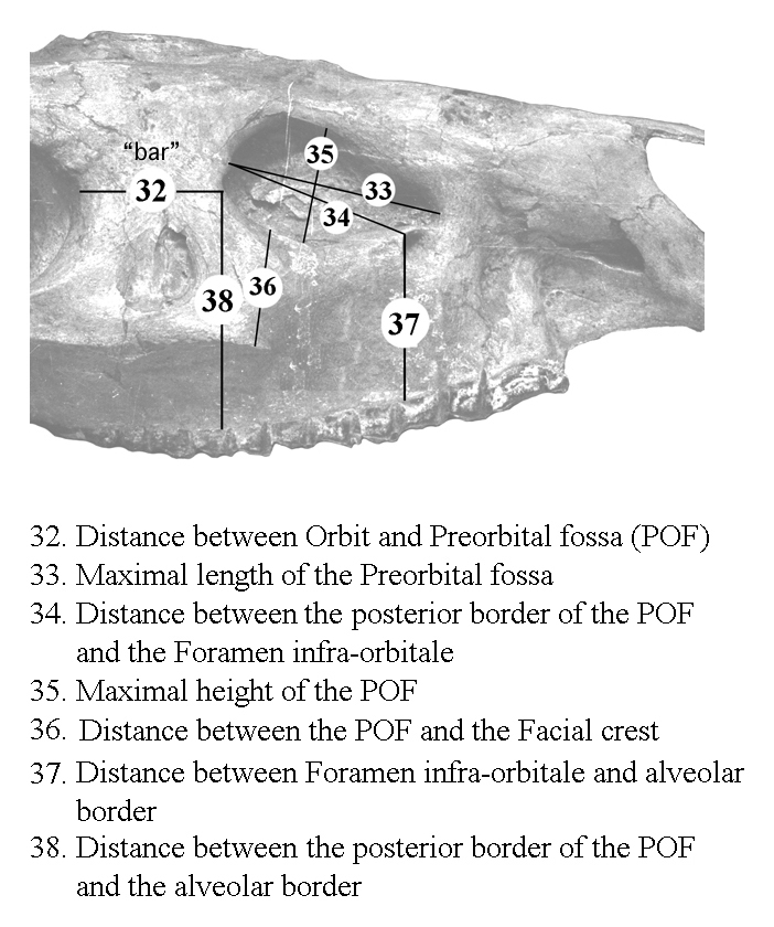 System of measurements for the preorbital fosa