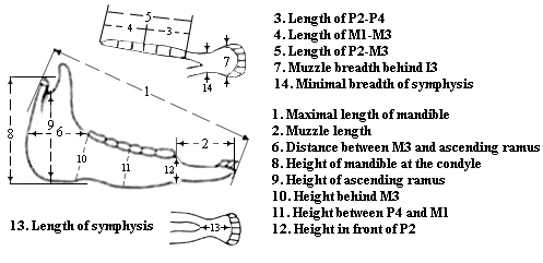 System of meaurements for Hipparion mandibles