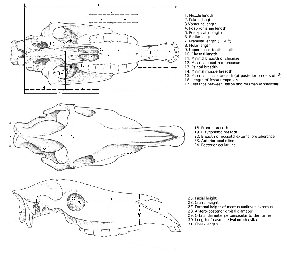 System of measurements for Hipparion skulls